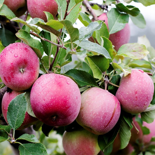 Apple McIntosh Fruit Tree
Macintosh Apple