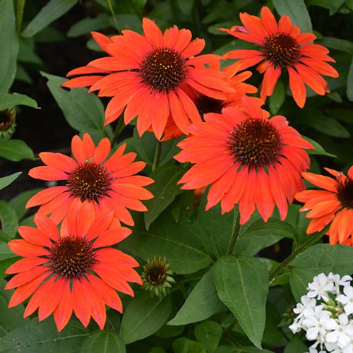 Double Scoop™ Orangeberry - Coneflower - Echinacea hybrid