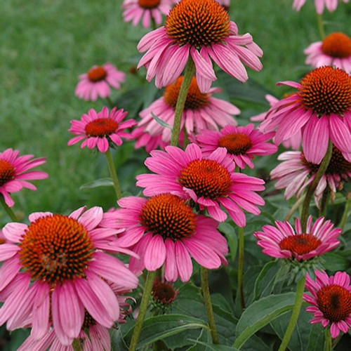 Ruby Star Coneflower