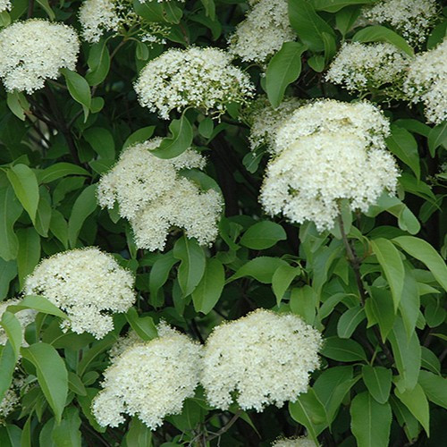 Nannyberry Viburnum
Viburnum lentago