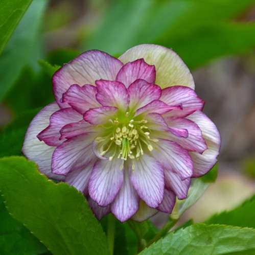 Helleborus