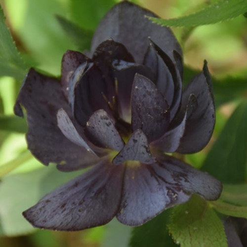 Dark and Handsome Hellebore Helleborus