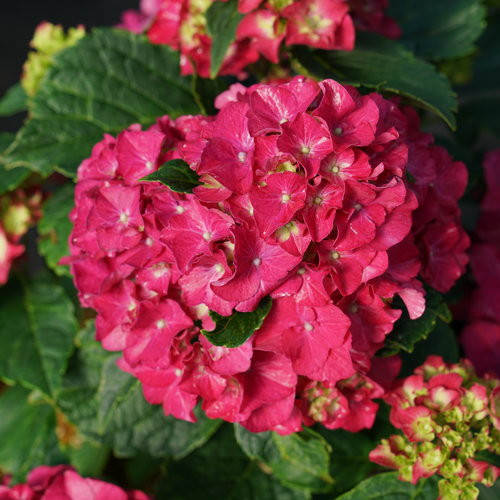 Wee Bit Grumpy Hydrangea