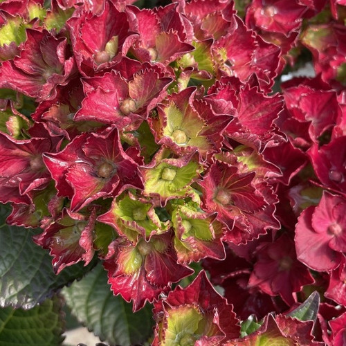 Frill Ride Hydrangea