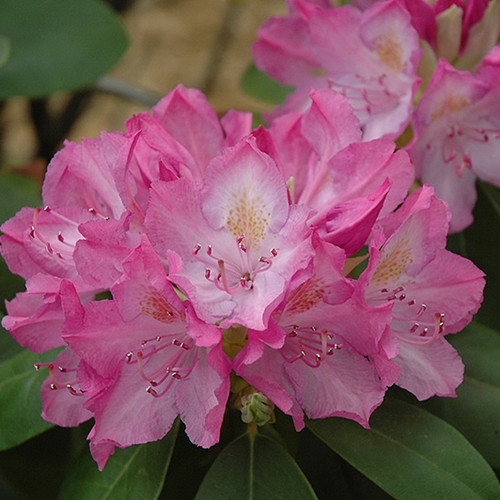 English Roseum Rhododendron