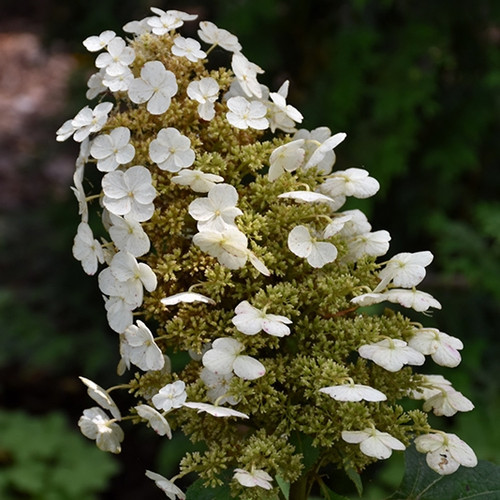 Frill Ride Hydrangea Flaunts Ruffled Flowers That Burst with Color