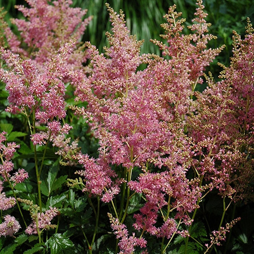 Amethyst Astilbe