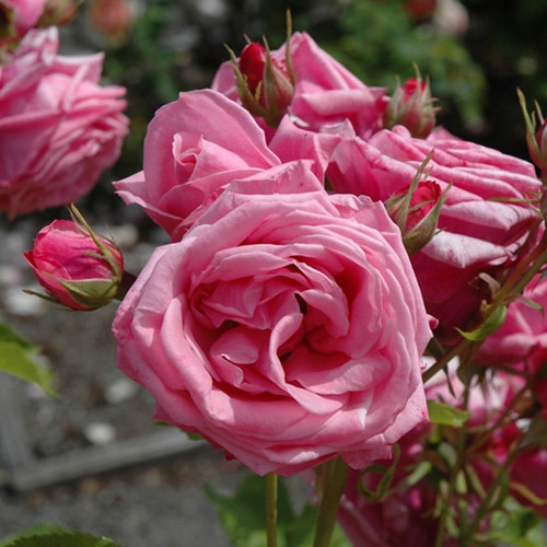 Rosa 'Rosie The Riveter', Floribunda Rose 'Rosie The Riveter' in