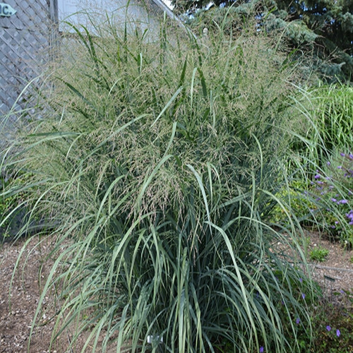 Hot Rod Switch Grass Ornamental Grass