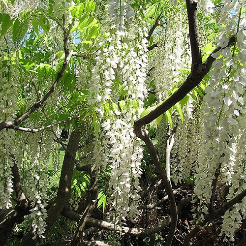 Longissima Alba Wisteria White Japanese Wisteria