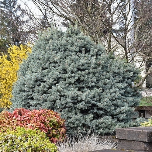 Montgomery Blue Spruce (Picea pungens 'Montgomery') in Winchester