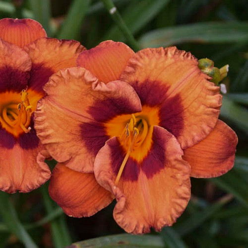 Mighty Chestnut Daylily