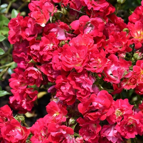 Red Drift Std Tree Rose