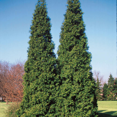 Spring Grove Arborvitae