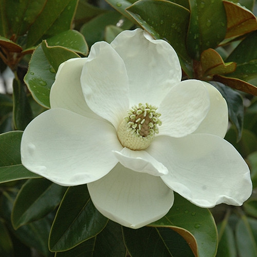 Bracken's Brown Beauty Magnolia