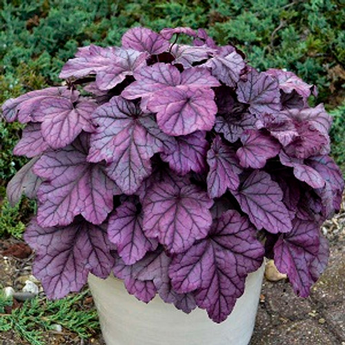 Heuchera 'Pink Panther'