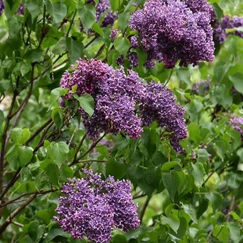 Albert F. Holden Lilac