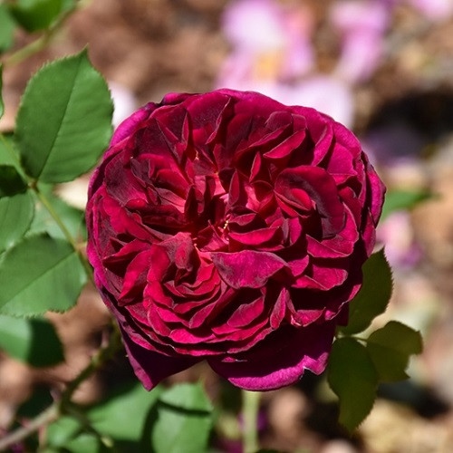 Munstead Wood David Austin Rose