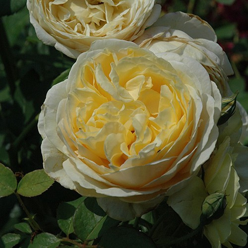 Charlotte David Austin Rose