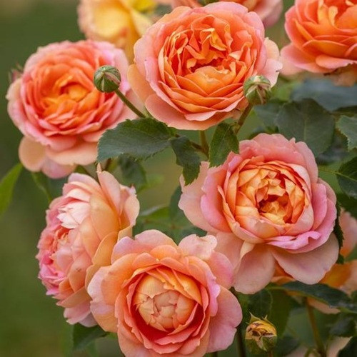 Lady Of Shalott David Austin Rose