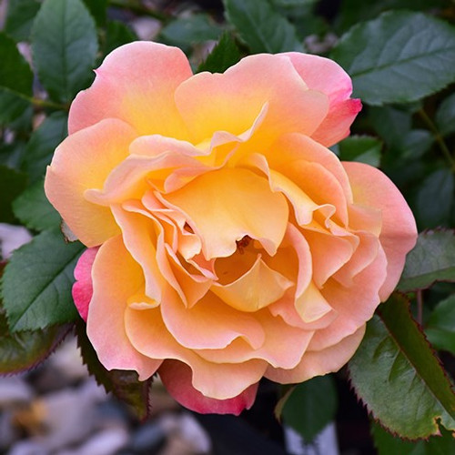 Rosie The Riveter Floribunda Rose