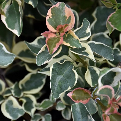 Bengal Orange Bougainvillea