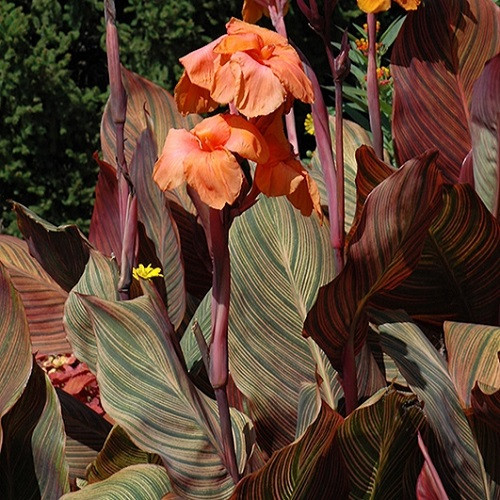 Cannova® Mango Canna Lily, Canna x generalis 'Mango', Monrovia Plant