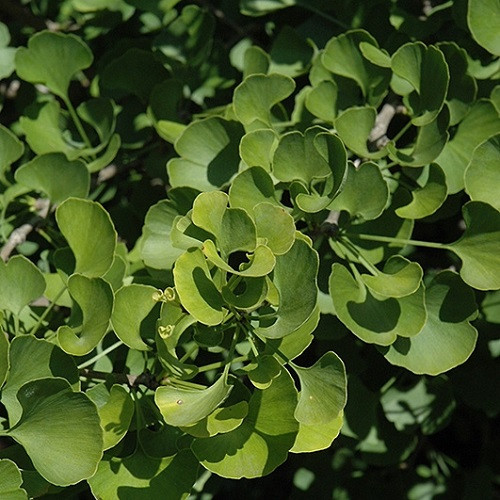 Jade Butterflies Ginkgo