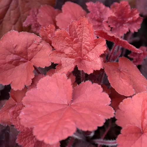 Northern Exposure Red Coral Bells