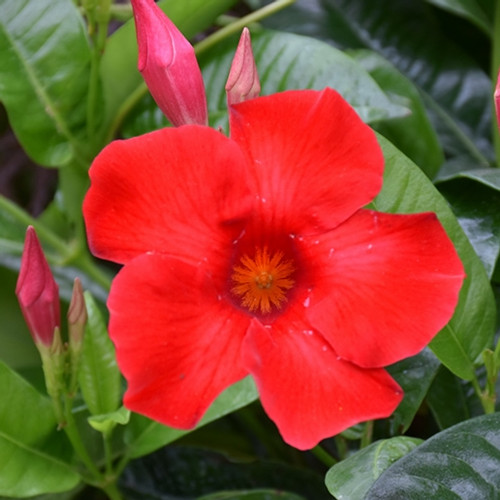 Red Mandevilla