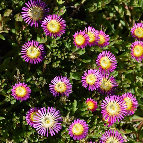 Wheels of Wonder Hot Pink Wonder Ice Plant