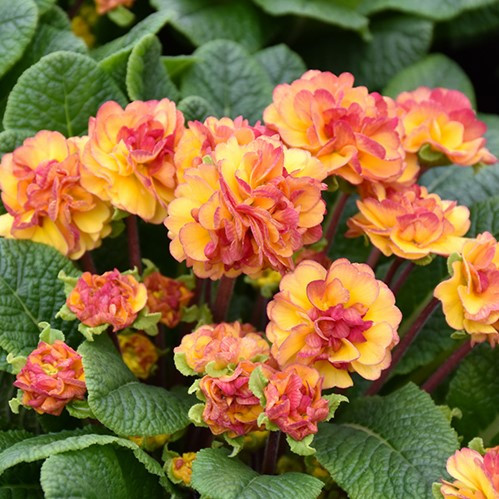 Primula
