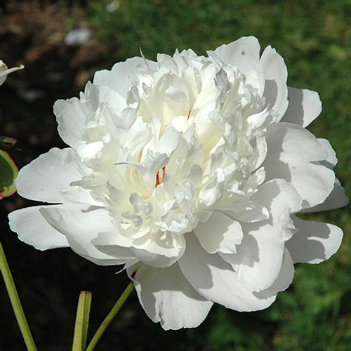 Madame Calot Garden Peony