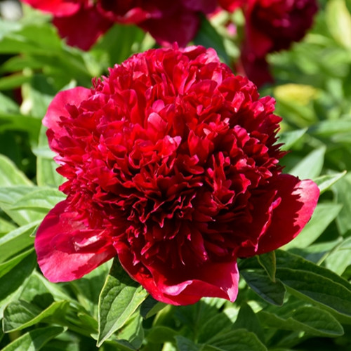 Red Charm Garden Peony