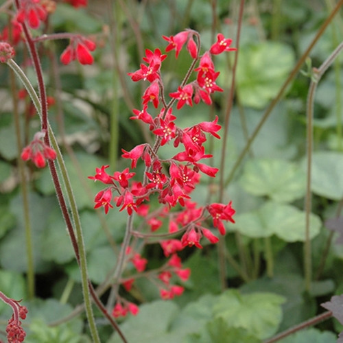Firefly Coral Bells