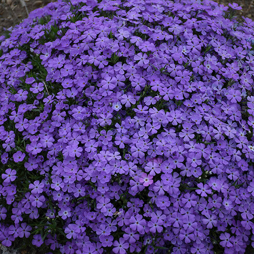 Mountainside Crater Lake Phlox