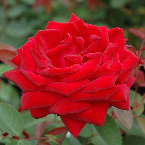 Kashmir Rose
Easy Elegance Rose