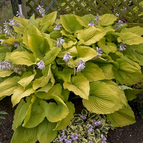 Shadowland Coast to Coast Hosta