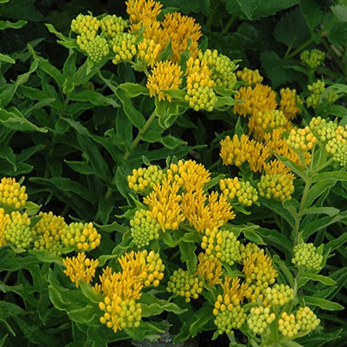 Hello Yellow Milkweed 
Butterfly Weed