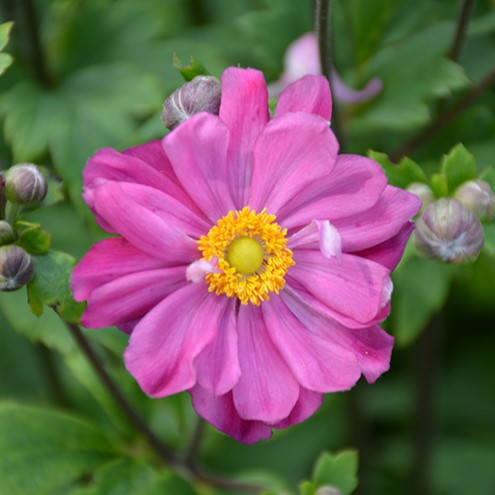 Anemone