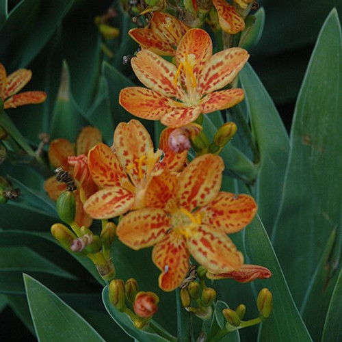 Freckle Face Blackberry Lily