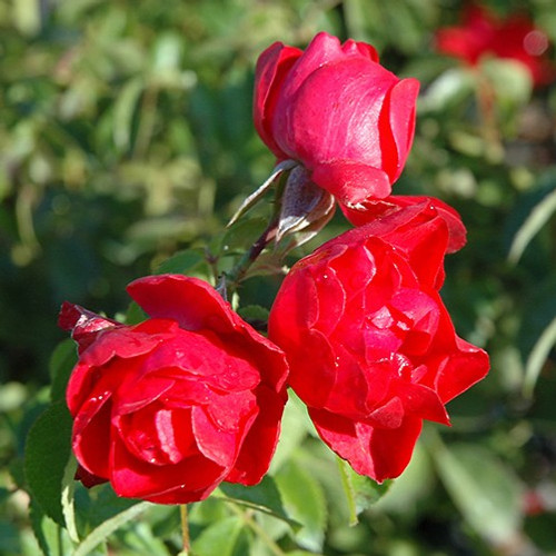 Flower Carpet Scarlet Rose