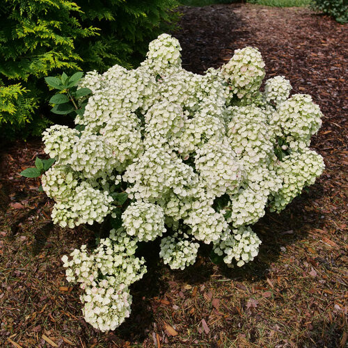 Tiny Quick Fire Panicle Hydrangea