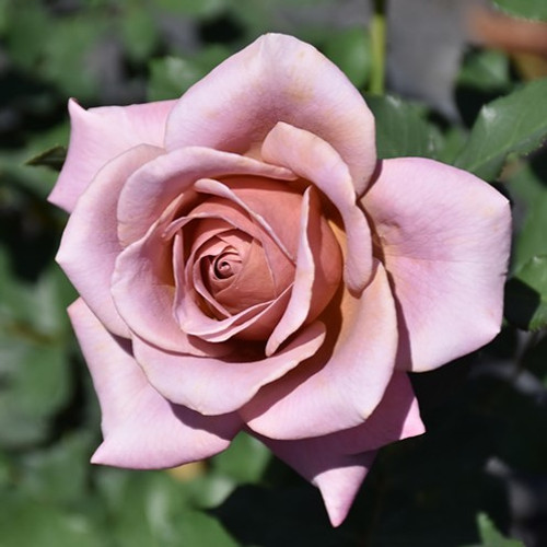 Koko Loko Floribunda Rose