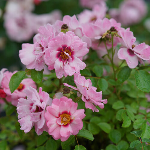 Ringo Double Pink Rose
Proven Winners