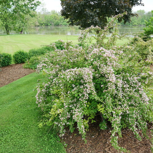 Jolene Jolene Beautybush 
Kolkwitzia amabilis