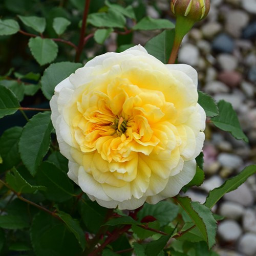 The Poet's Wife David Austin Rose