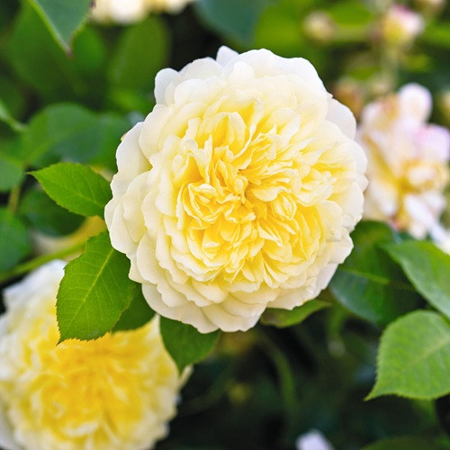 The Pilgrim David Austin Rose