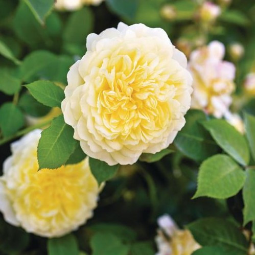 The Pilgrim David Austin Rose
