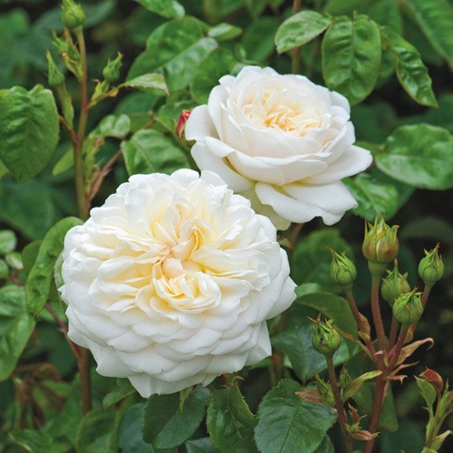 Tranquility David Austin Rose